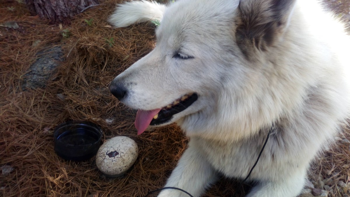 gadget: professional hiker